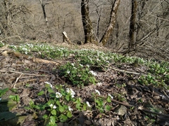 Pachyphragma macrophyllum