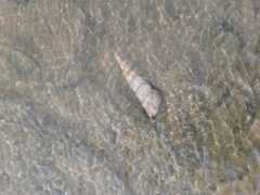 Turritella duplicata