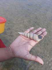 Turritella duplicata