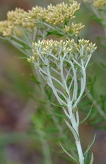 Helichrysum kraussii