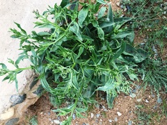 Cynoglossum divaricatum