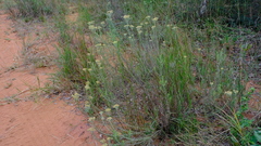 Helichrysum kraussii