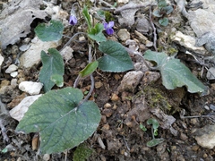 Viola alba dehnhardtii