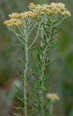 Helichrysum kraussii