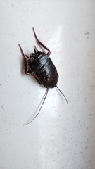 Blatta orientalis