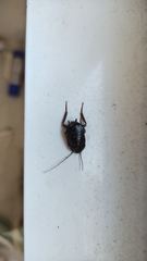 Blatta orientalis