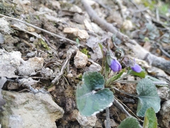 Viola alba dehnhardtii
