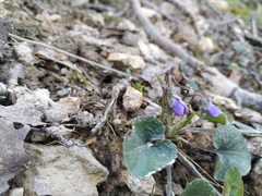 Viola alba dehnhardtii