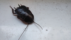 Blatta orientalis