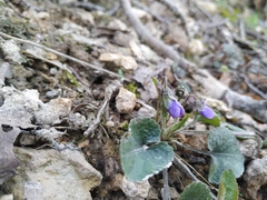Viola alba dehnhardtii