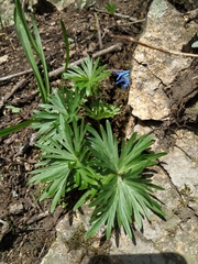 Delphinium freynii