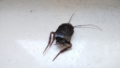 Blatta orientalis