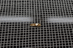 Stathmopoda opticaspis