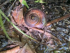 Powelliphanta