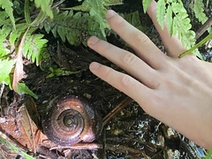 Powelliphanta