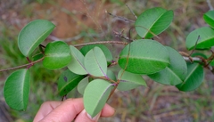 Cryptolepis cryptolepioides
