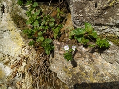 Veronica peduncularis