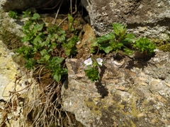 Veronica peduncularis