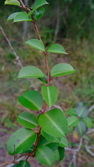 Cryptolepis cryptolepioides