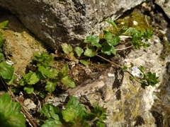 Veronica peduncularis