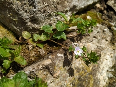 Veronica peduncularis