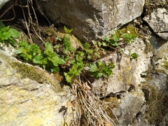 Veronica peduncularis