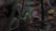 Craspedocephalus gramineus