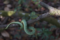 Craspedocephalus gramineus