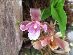 Lycaste