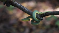 Craspedocephalus gramineus