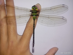 Gynacantha basiguttata