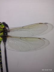 Gynacantha basiguttata