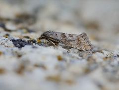Cochylimorpha santolinana