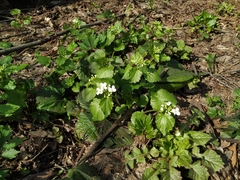 Pachyphragma macrophyllum