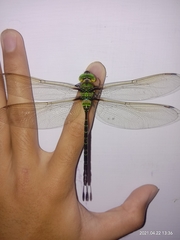 Gynacantha basiguttata