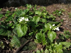 Pachyphragma macrophyllum