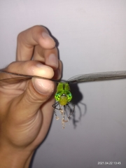 Gynacantha basiguttata