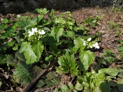 Pachyphragma macrophyllum