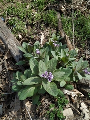 Physochlaina orientalis