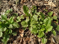 Lapsana communis intermedia
