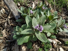 Physochlaina orientalis