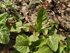 Lapsana communis intermedia