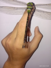 Gynacantha basiguttata