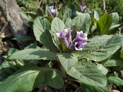 Physochlaina orientalis