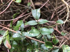 Jasminum didymum racemosum