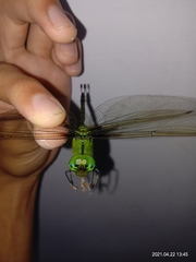 Gynacantha basiguttata