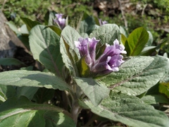Physochlaina orientalis