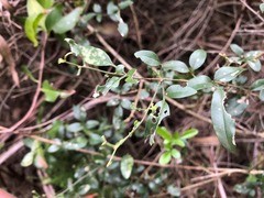 Jasminum didymum racemosum