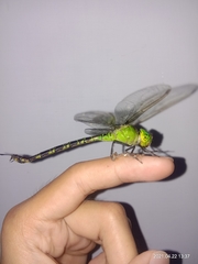 Gynacantha basiguttata