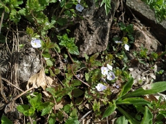 Veronica peduncularis